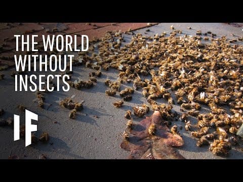 What If Insects Disappeared From The Planet?