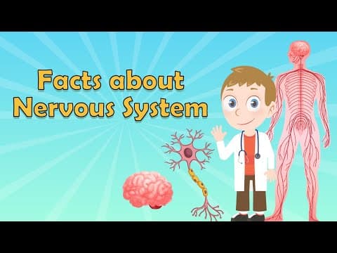 Nervous System for Kids - Nervous System Facts - What is the Nervous System? - Brain Facts for Kids