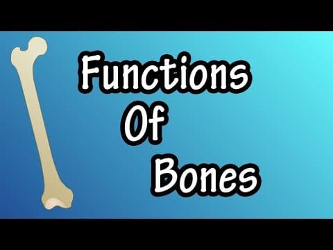 Functions Of Bones In The Body - What Do Bones Do - Bones Support The Body, Provide Protection