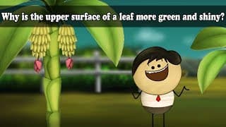 Why is the upper surface of a leaf more green and shiny aumsum kids science education children