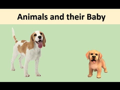 Brain teaser riddles for kids part 44