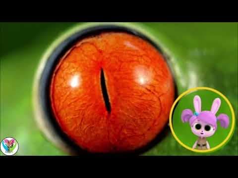 Red Eye Tree Frog - Animals Collection Learning