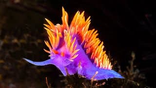 The Secret World of Ocean Creatures | Survival of the Weirdest