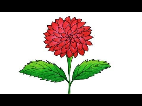 Dahlia Flower Drawing very easy and simple, how to draw dahlia