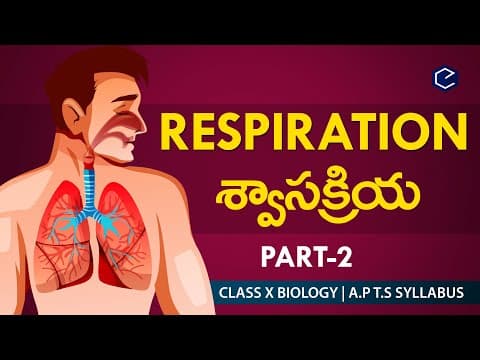Human respiratory system 2 in English & Telugu  -  AP&TS 10th biology  -  Eduscope 10th science videos
