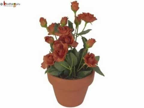 Science - plant reproduction without seed -  telugu