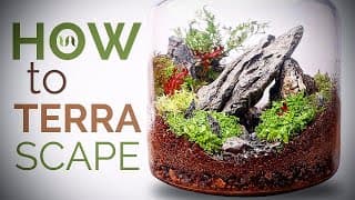 How to make a terrarium