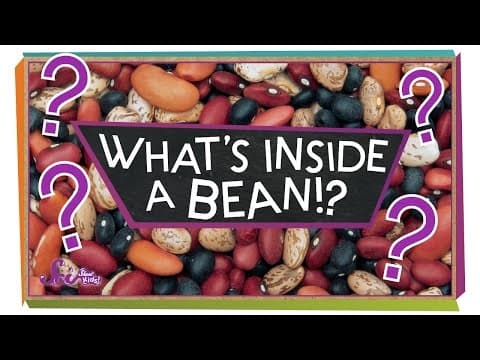 What's Inside a Bean? - #sciencegoals