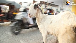 Cows in India Protected by New Technology|The Dodo