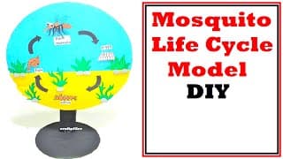 Mosquito Life Cycle Model For Science Project - DIY using cardboard