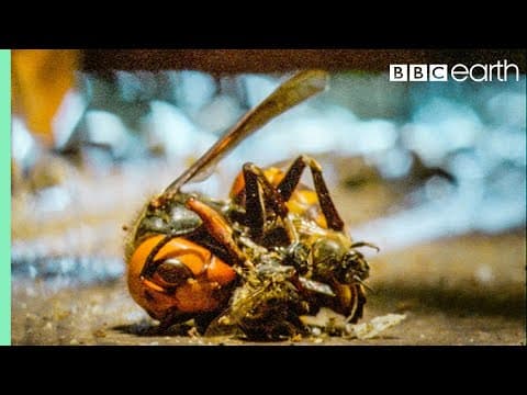 Bees Kill A Giant Hornet With Heat | Buddha, Bees and The Giant Hornet Queen