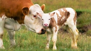 Best of | Animal Moms Love Their Babies