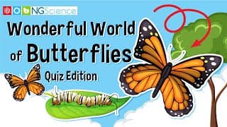 Wonderful World of Butterflies