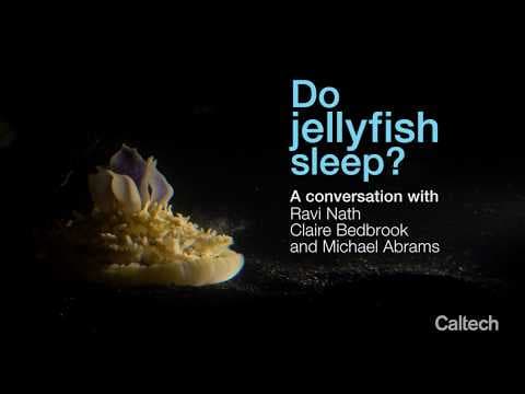 Do Jellyfish Sleep? - YouTube
