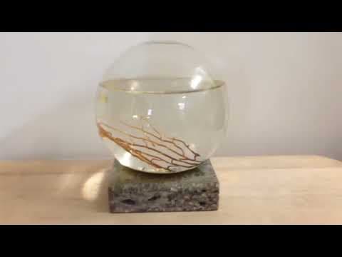 12-Year Old Ecosphere