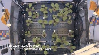 Radishes Growing in Space- 27 days in 10 seconds