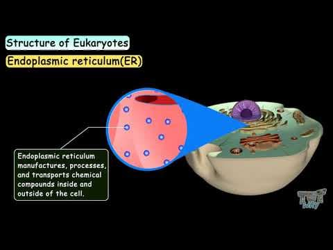 Eukaryotes |Eukaryotic Cells