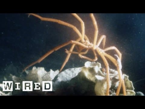 The Bizarre Sea Spider Won’t Bite. We Promise | Absurd Creatures
