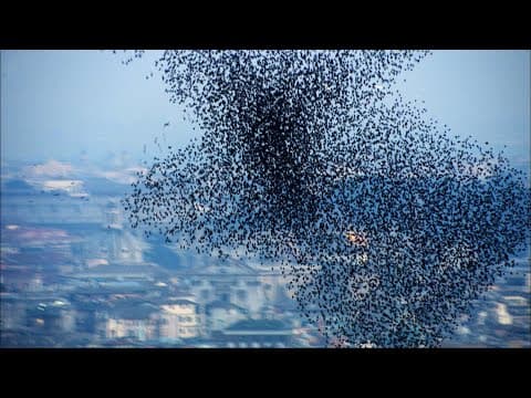 Ten Million Starlings Swarm (7 Tonnes of Bird Poo) | Superswarm | BBC Earth