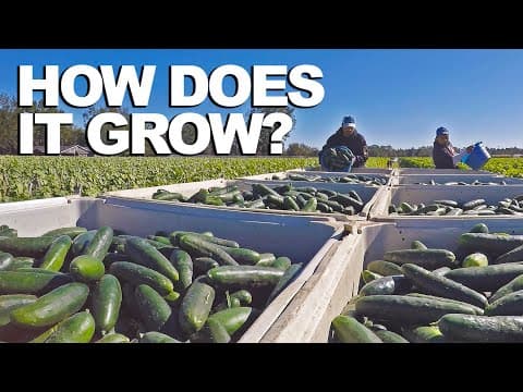 CUCUMBER | How Does it Grow?