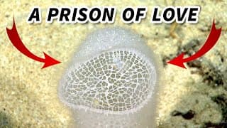 Glass Sponge Facts | a LOVE PRISON | Animal Fact Files