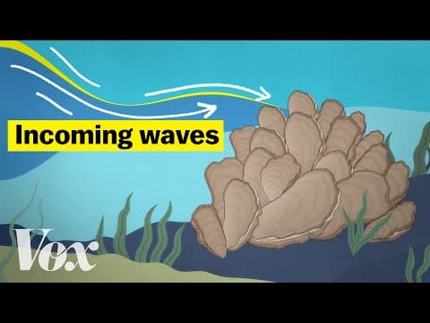 Can oysters stop a flood