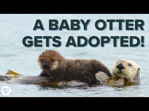 Inside an ADORABLE Sea Otter Adoption Program! - YouTube