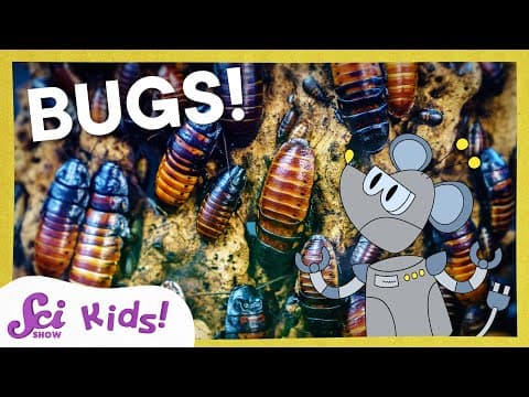 Respect the Insect! | SciShow Kids Compilation - YouTube