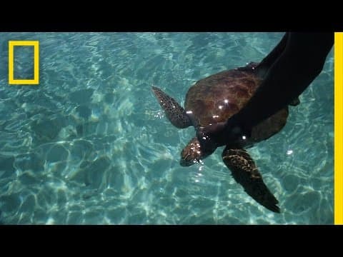 Saving Sea Turtles in the Solomon Islands - Short Film Showcase