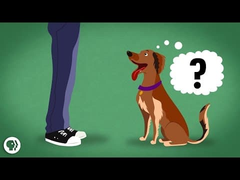 Does My Dog Know What I'm Thinking?