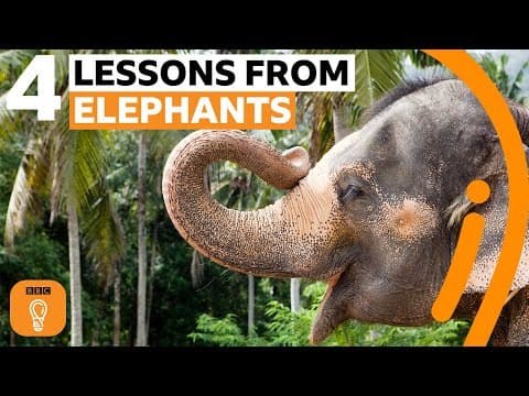 What elephants can teach us about life | BBC Ideas