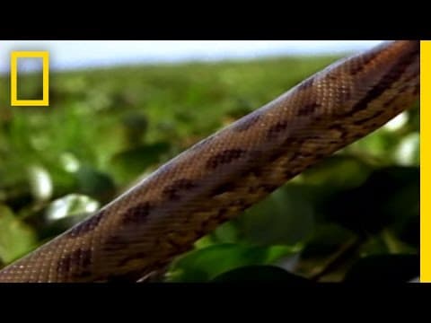 Anaconda Hunting for Food