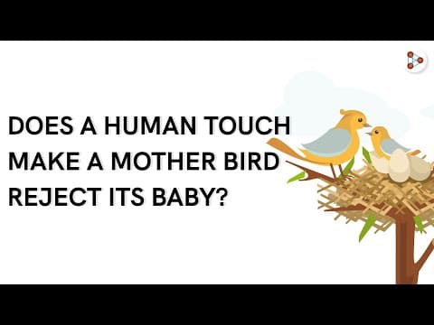 Does a human touch make a motherbird reject its baby?