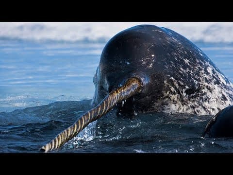 5 Animals You Won't Believe Are Real