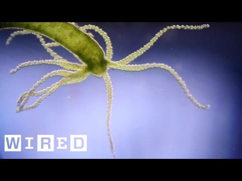 Absurd Creatures | Hail Hydra, the Incredible Critter That May Be Immortal