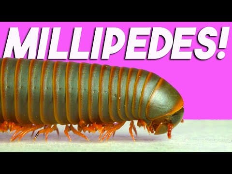 Millipede hunting with a millipede expert