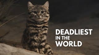 The Black-footed Cat | Deadliest Cat in The World