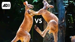 Kangaroo | Described Video