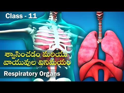 శ్వాసించడం మరియు వాయువుల వినిమయం- Respiratory Organs