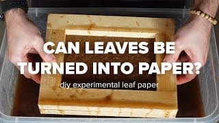 Can Leaves Be Turned Into Paper|DIY Experimental Leaf Paper