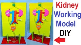 kidney working model science exhibition project - diy - using cardboard
