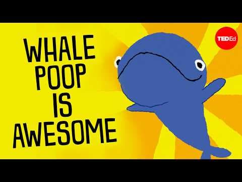 Whale Poop 101: Feeding phytoplankton and the ocean’s nutrient cycle