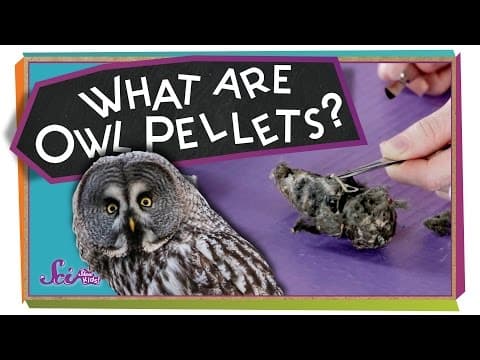 What Are Owl Pellets? - #sciencegoals