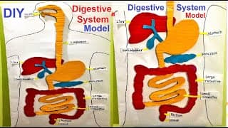 human digestive system model 3d | HUMAN ORGAN SYSTEMS | DIY | 3D | SCIENCE EXHIBITION