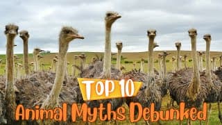 Top Ten Animal Myths Debunked