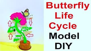 butterfly life cycle model | 3D | science exhibition model DIY