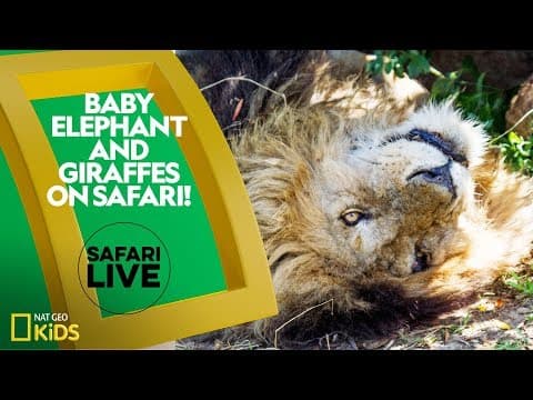 Baby elephant and giraffes on safari - safari live