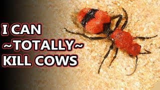 Red Velvet Ant facts| they're not actually ants for starters