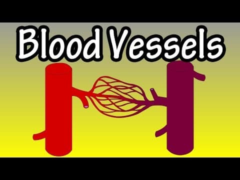 Blood Vessels In The Body - What Are Blood Vessels - Functions Of Blood Vessels