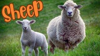 From Fleece to Feast The Journey of a Sheep